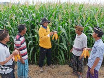 Dukung Swasembada Pangan, Bali Kembangkan Jagung Bioteknologi