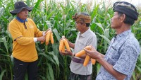 Kegiatan yang digelar oleh Syngenta Indonesia tersebut untuk memperkenalkan dan memberikan pelatihan perawatan varietas baru jagung unggul bioteknologi yang diikuti 4.000 petani dari berbagai daerah di Indonesia secara bertahap. 