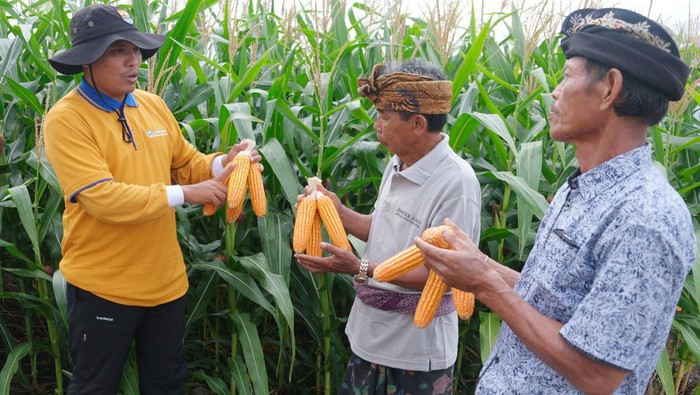 Petugas memberikan pelatihan perawatan varietas baru jagung unggul bioteknologi kapada petani. Beberapa keunggulan dipaparkan kepada petani pada acara Rembug Utama dan Expo KTNA Nasional di Bali, Minggu (28/7/2024).