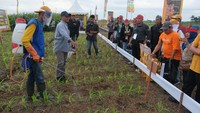 Benih jagung unggul terbaru ini memiliki keunggulan ganda yaitu toleran terhadap herbisida glifosat dan tahan penggerek batang sehingga lebih mudah dan murah dibudidayakan, serta memberikan hasil lebih besar di kisaran 12 ton/ha.
