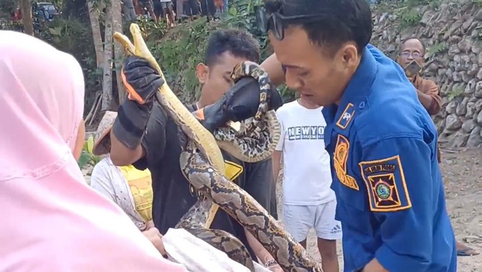 Proses evakuasi ular jenis sawa kembang oleh Damkar Kulon Progo di Panjatan, Kulon Progo, Sabtu (27/7/2024).