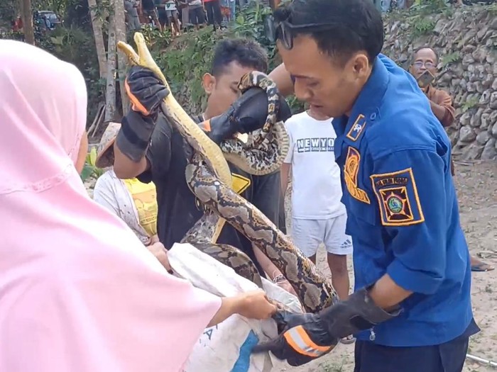 Proses evakuasi ular jenis sawa kembang oleh Damkar Kulon Progo di Panjatan, Kulon Progo, Sabtu (27/7/2024).
