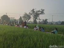 Sensasi Makan di Tepi Sawah Musi Rawas dengan Pemandangan Perbukitan