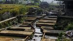 Masyarakat Manfaatkan Sungai Jadi Tempat Budi Daya Ikan