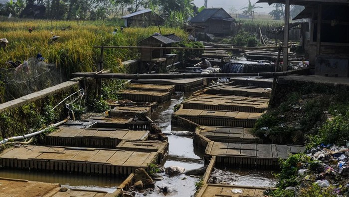 Budi daya ikan mas di Sungai Cimadur Warga berdiri di dekat keramba ikan mas di Sungai Cimadur, Citorek Timur, Lebak, Banten, Senin (29/7/2024). Masyarakat adat Kasepuhan Citorek memanfaatkan aliran sungai sebagai lokasi budi daya keramba mas atau Rangkeng yang dikelola secara turun temurun. ANTARA FOTO/Muhammad Bagus Khoirunas/rwa.