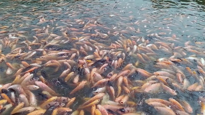 Ingin melepas penat dari hiruk-pikuk dan rutinitas kerja. Warga Jakarta Selatan bisa coba datangi CIBIS Park, tempatnya yang nyaman cocok untuk bersantai di akhir pekan.