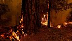 Kebakaran Hutan gegara Cuaca Ekstrem, California Membara