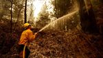 Kebakaran Hutan gegara Cuaca Ekstrem, California Membara