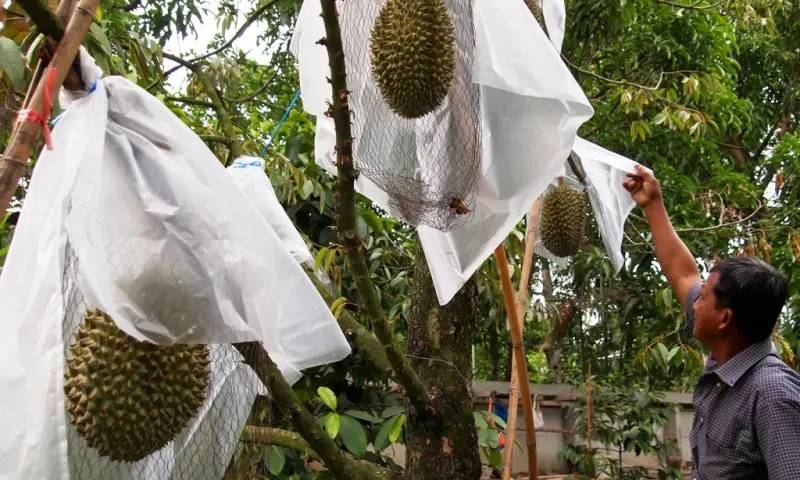 5 Fakta Durian Kanyao, Durian Paling Mahal di Dunia