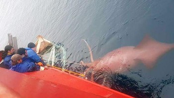 Awak kapal nelayan mendapatkan cumi-cumi raksasa. Foto: Reddit via Boredpanda