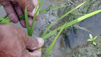 Petani mengeluhkan serangan hama lembing batu yang sulit dikendalikan.  