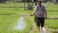 Petani menyemprotkan insektisida untuk memberantas hama lembing batu yang menyerang tanaman padi di Desa Sidodadi, Pesawaran, Lampung, Senin (29/7/2024).
