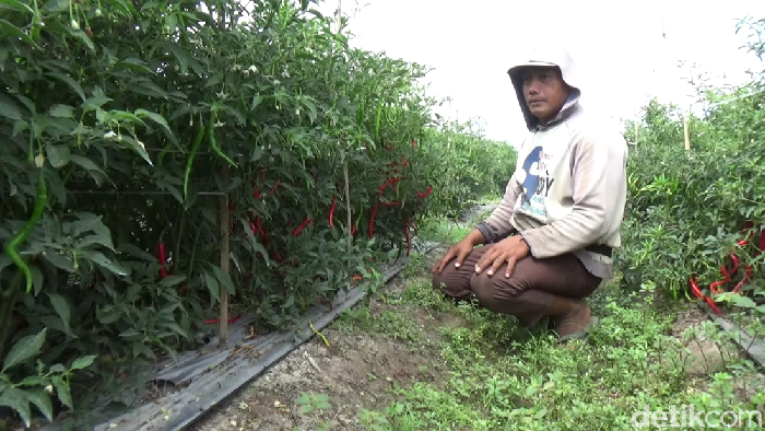 harga cabai di lumajang bikin petani bahagia