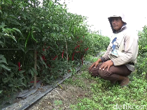Petani Lumajang Semringah Harga Cabai Mahal