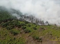 Kawasan Perkebunan Kelapa Sawit Milik Perusahaan di Muaro Jambi Terbakar