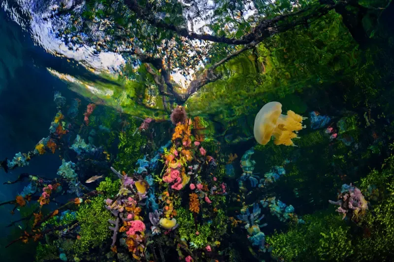 Mangrove Photography Awards