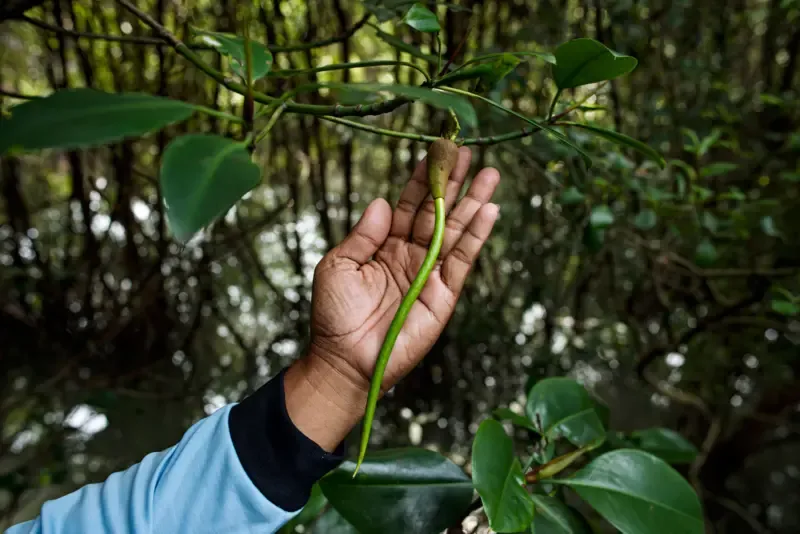 Mangrove Photography Awards