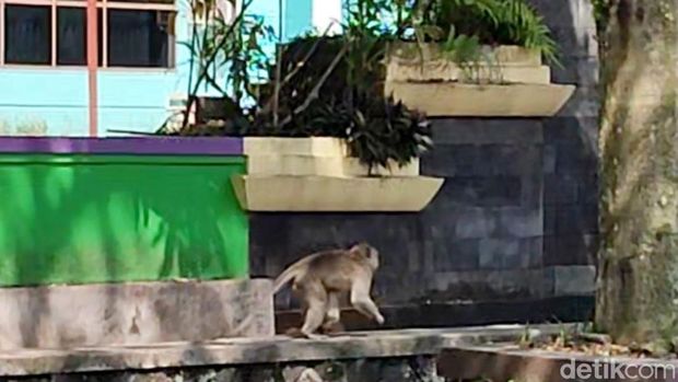 Monyet ekor panjang berukuran besar muncul diperkotaan kawasan komplek perkantoran Ciamis.