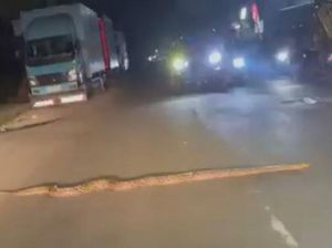Cerita Macet Tak Biasa di Depok Gara-gara Sanca 3 Meter Nyeberang Jalan