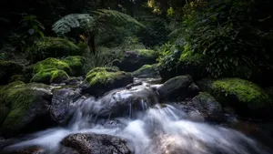 Hewan Aneh di Hutan Tersembunyi Pulau Langit