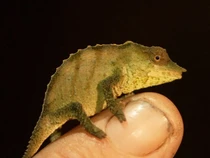 Penemuan Pulau Langit dan Begini Hewan di Dalamnya