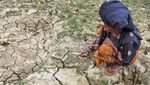 Ratusan Hektare Sawah di Jambi Mengering Imbas Bendungan Rusak
