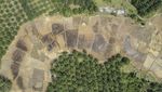 Ratusan Hektare Sawah di Jambi Mengering Imbas Bendungan Rusak