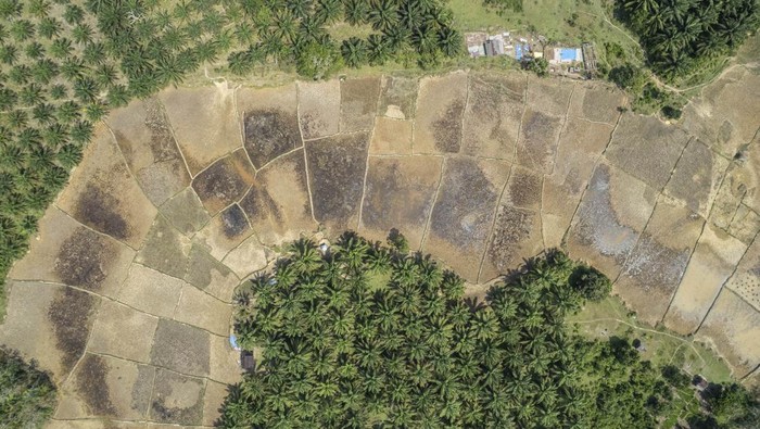 Seorang warga berjalan di saluran irigasi yang kering akibat kerusakan bendungan di Tabir, Merangin, Jambi, Minggu (28/7/2024). Ratusan hektare sawah di dua kecamatan yang pasokan airnya tergantung dari bendungan seluas 30 hektare tersebut mengalami kekeringan akibat kebocoran bendungan di beberapa titik yang sejak lima tahun terakhir tidak pernah diperbaiki. ANTARA FOTO/Wahdi Septiawan/Spt.