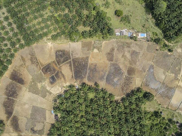 Ratusan Hektare Sawah di Jambi Mengering Imbas Bendungan Rusak