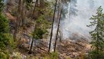 Ada Kebakaran Hutan di Washington, Bangunan Bersejarah Dilindungi