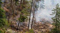 Diketahui kebakaran hutan tersebut telah melahap lebih dari 12.950 hektar.