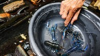 Pembudidayaan lobster air tawar di tempat itu dalam sebulan dapat menghasilkan sekitar 500 ekor benih yang dijual ke pedagang pasar Jatinegara seharga Rp 2.500 per ekor ukuran dua inci.