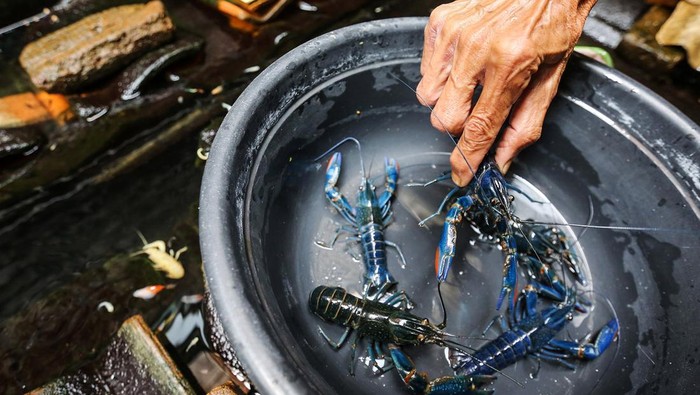 Pembudidaya lobster air tawar memilah lobster untuk dipindahkan ke kolam khusus di pekarangan rumahnya di Bukit Duri, Jakarta, Selasa (30/7/2024). Pembudidayaan lobster air tawar di tempat itu dalam sebulan dapat menghasilkan sekitar 500 ekor benih dengan berbagai jenis seperti red claw, walkamin, clarki putih dan oren yang dijual ke pedagang pasar Jatinegara seharga Rp 2.500 per ekor ukuran dua inci. ANTARA FOTO/Asprilla Dwi Adha/aww.