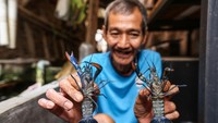 Pembudidaya menunjukkan lobster air tawar di pekarangan rumahnya di Bukit Duri, Jakarta, Selasa (30/7/2024).