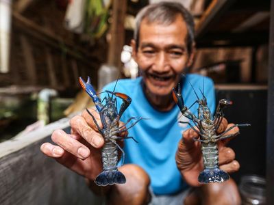 Belum Pernah Lihat Budi Daya Lobster di Bukit Duri? Kayak Gini Nih
