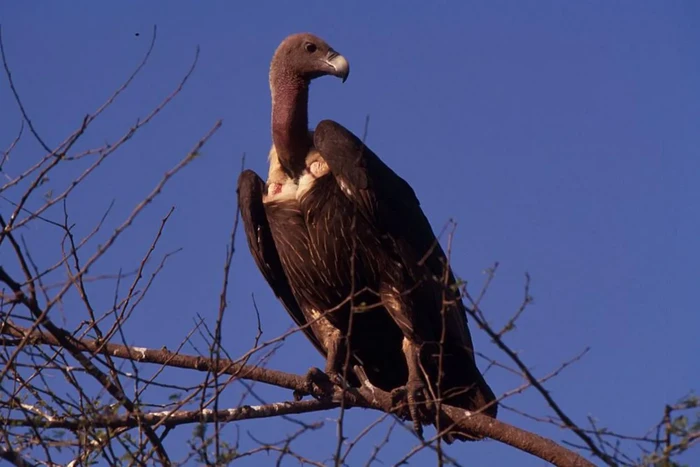 Burung nasar di India