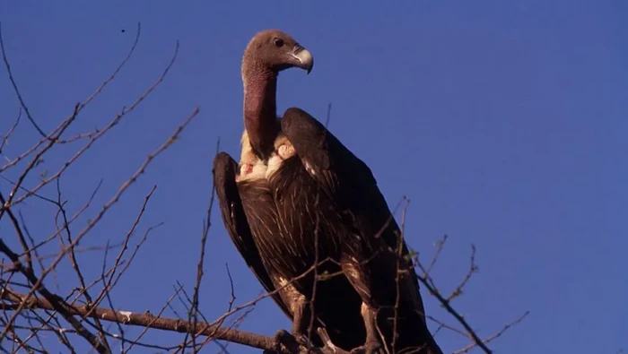 Burung nasar di India