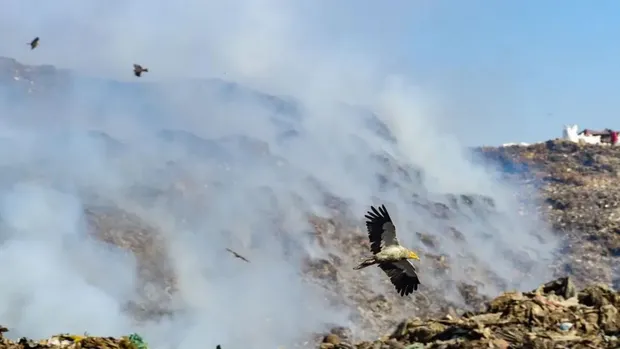 Burung nasar di India