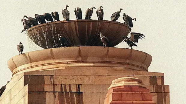 Burung nasar di India