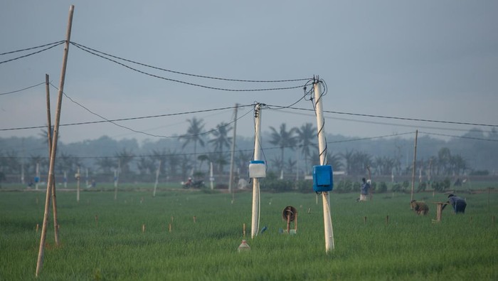 Petani menyiram tanaman bawang merah dengan latar depan instalasi listrik di area persawahan Kretek, Bantul, DI Yogyakarta, Selasa (30/7/2024). Menurut petani setempat, pemanfaatan energi listrik di bidang pertanian cukup membantu menghadapi kendala irigasi saat musim kemarau di area sawah tadah hujan karena menghemat biaya operasional yang sebelumnya menggunakan mesin berbahan bakar minyak. ANTARA FOTO/Hendra Nurdiyansyah/aww.