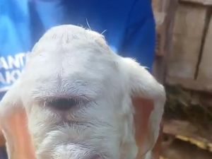 Jabar Hari Ini: Kelahiran Domba Bermata Satu yang Bikin Geger