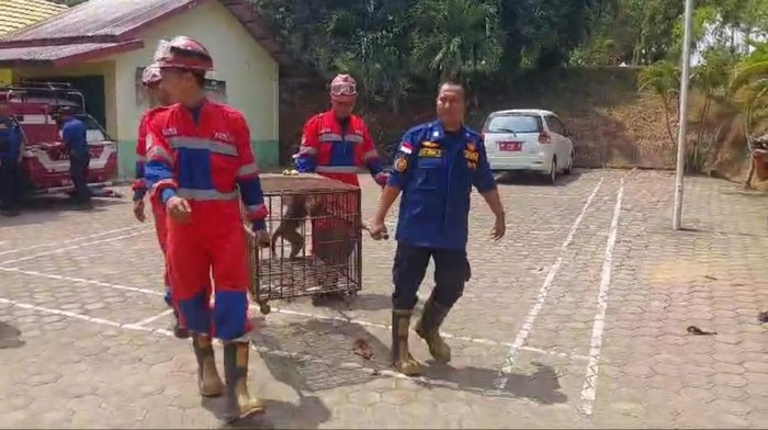 Evakuasi monyet liar saat masuk permukiman warga