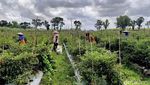 Harga Cabai Mahal Petani di Lumajang Semringah