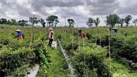 Harga cabai merah keriting di tingkat petani mencapai Rp 23.500 per kilogramnya.