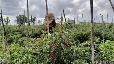 Harga Cabai Mahal Petani di Lumajang Semringah