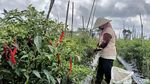 Harga Cabai Mahal Petani di Lumajang Semringah