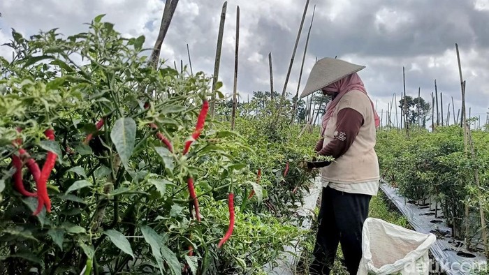 Harga cabai merah rawit di Lumajang mulai naik