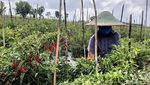 Harga Cabai Mahal Petani di Lumajang Semringah