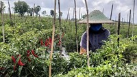 Dalam sekali panen setiap 5 hari sekali, mereka bisa mendapatkan 6 kwintal cabai merah keriting.