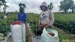 Harga Cabai Mahal Petani di Lumajang Semringah